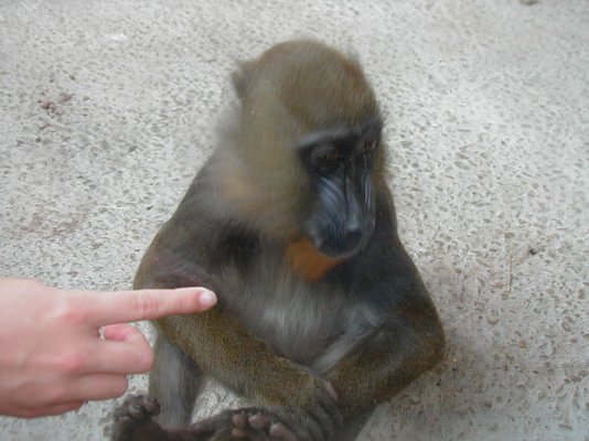 fingerandmonkey.jpg