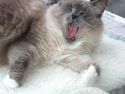 reilly yawn.jpg
