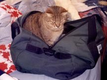 kittycat in a suitcase2.jpg