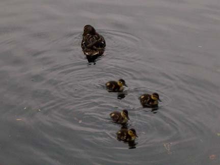 babyducks.jpg