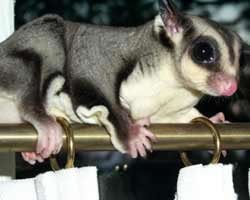 sugarglider.jpg