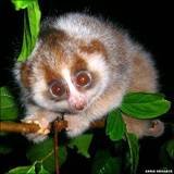 th_slowloris.jpg