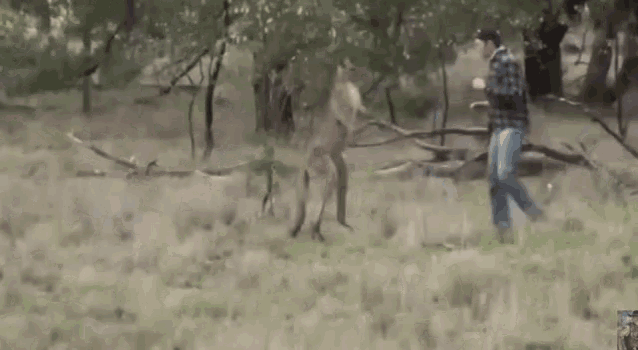 punch-kangaroo.gif