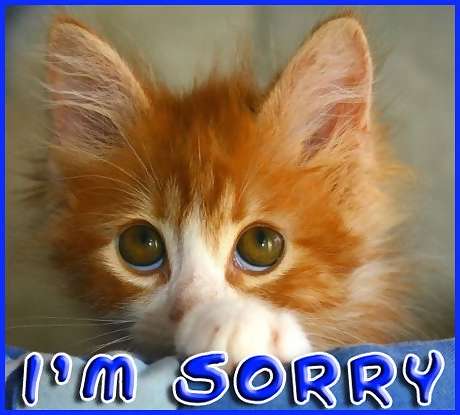 sorry_sad_kitty_face1.jpg