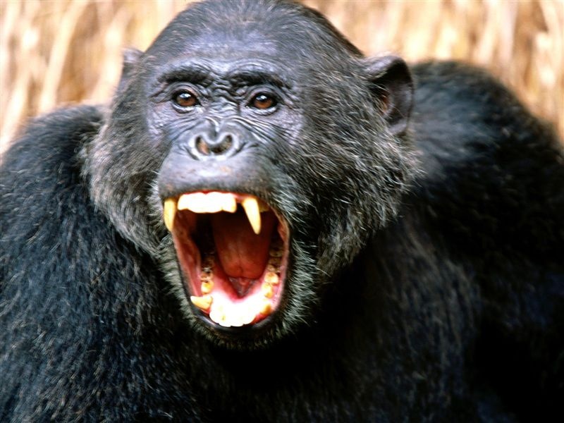 angry-monkey1.jpg