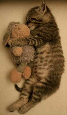 kitty+cuddle+maria+k.jpg