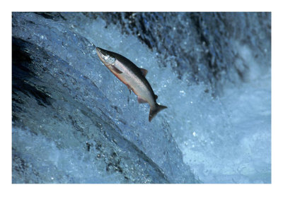 Salmon+Swimming+upstream.jpg