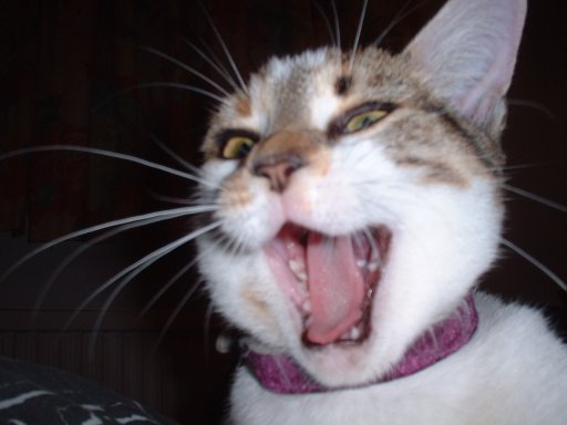 cat-yawning.jpg