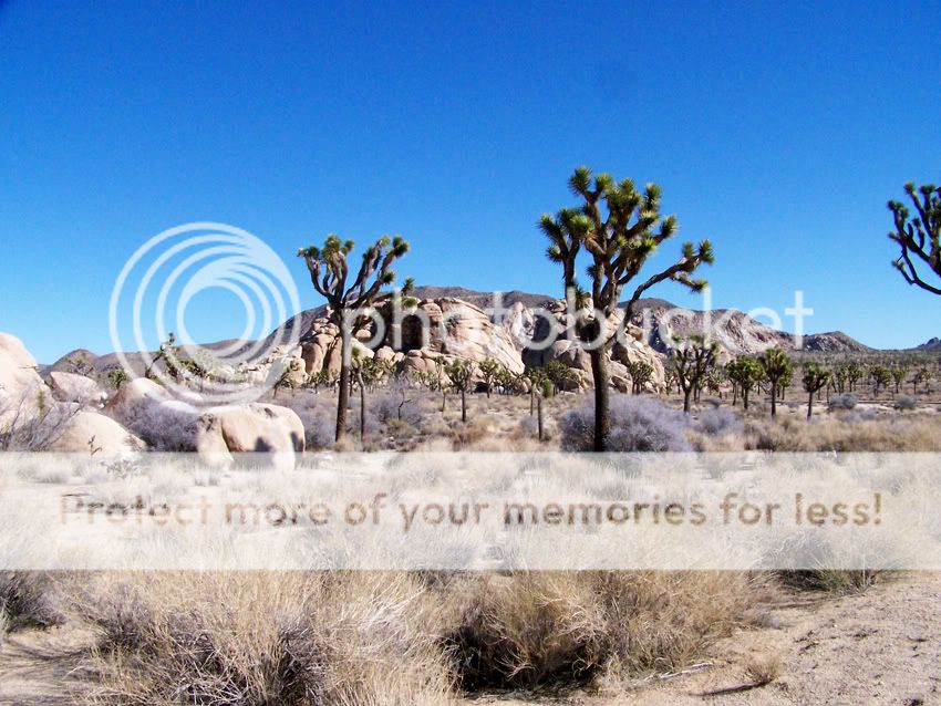 joshuatreenationalpark1-19-085.jpg