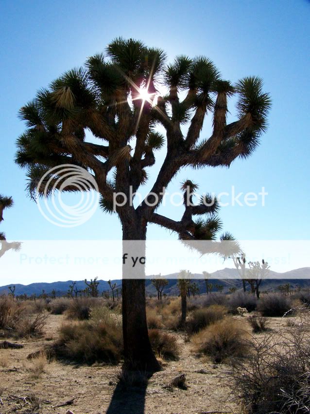 joshuatreenationalparksun1-19-087.jpg