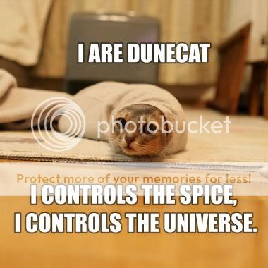 dunecat.jpg