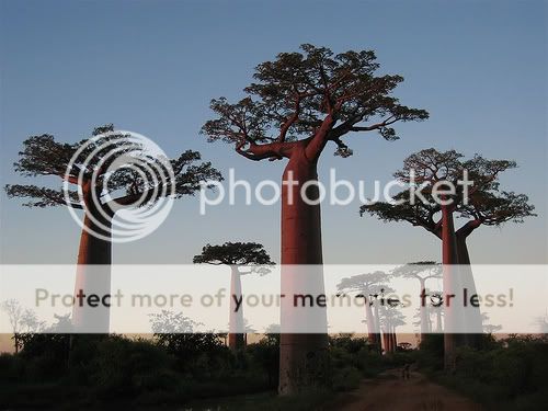 baobab-madagascar.jpg