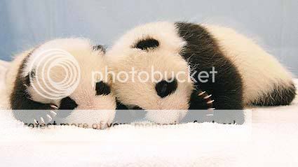 cutebabypanda01.jpg