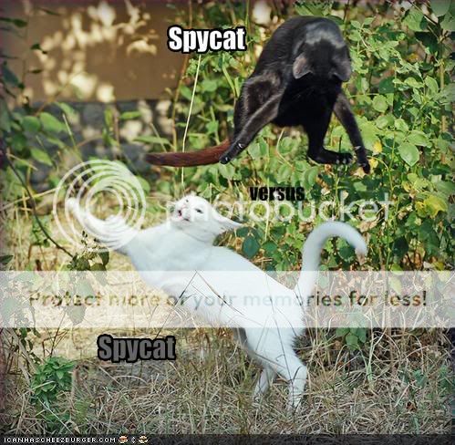 funny-pictures-spycat-versus-spycat.jpg