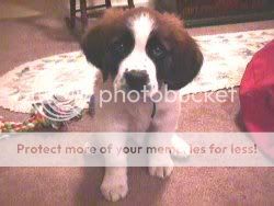 St_Bernard_puppy.jpg