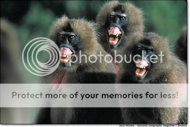 baboons.jpg