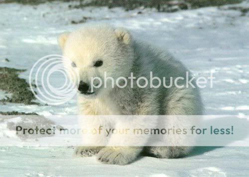 cute_polar_bear.jpg