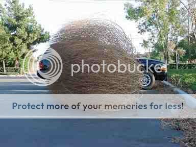 tumbleweed1.jpg