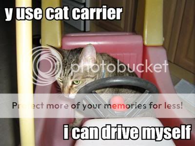 LolCatRenderer2.aspxtopyusecatcarrierbottomicandrivemyselfsize50imagenameIMG_01311.jpg