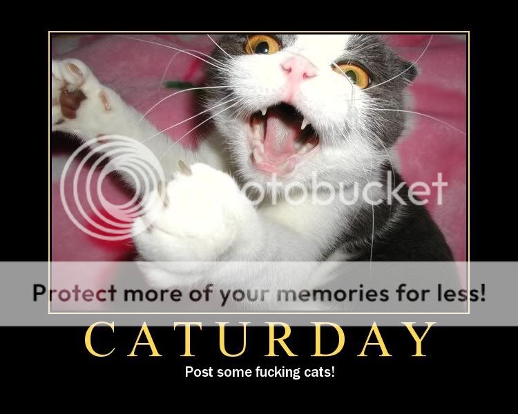 Caturday.jpg