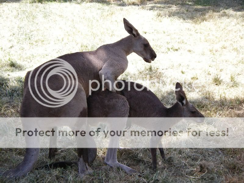 kangaroo-love.jpg