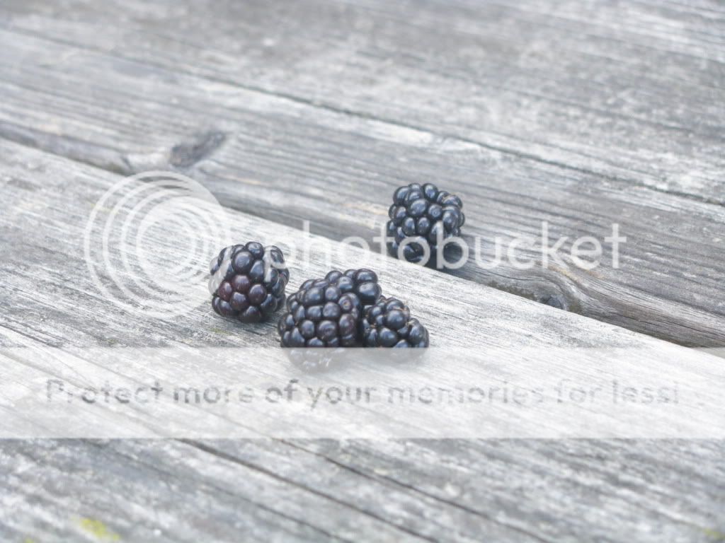 Brombeeren.jpg