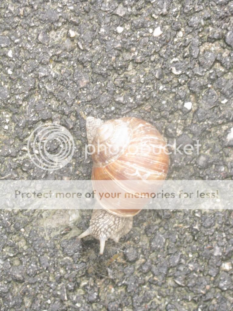 Schnecke.jpg