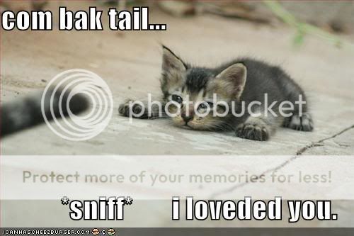 funny-pictures-cat-misses-tail.jpg