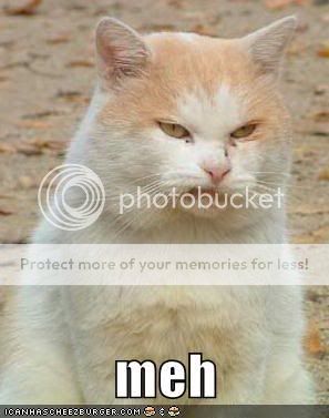 funny-pictures-orange-meh-cat.jpg