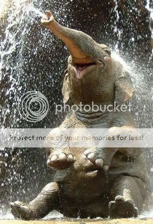 happy-elephant-01.jpg