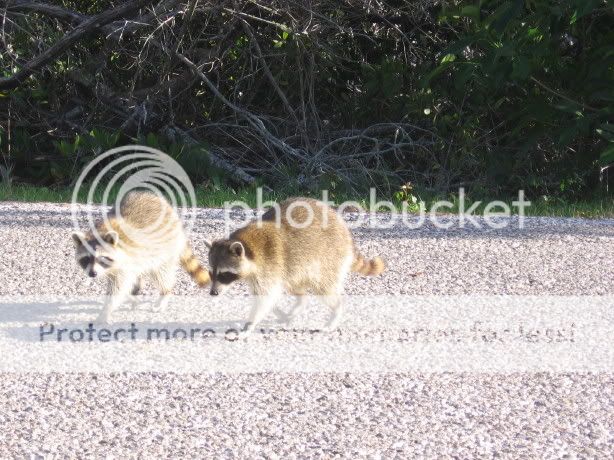 Sanibel042807DingDarlingRaccoons.jpg