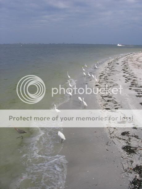 SanibelSeaBirds100906.jpg