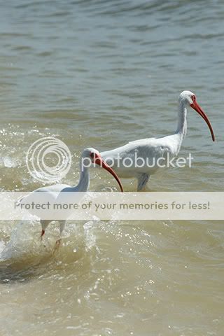 ShawnsWadingIbises1007.jpg