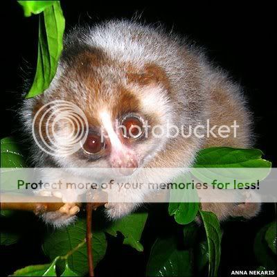 slowloris.jpg