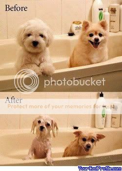 funny-dogs-a.jpg