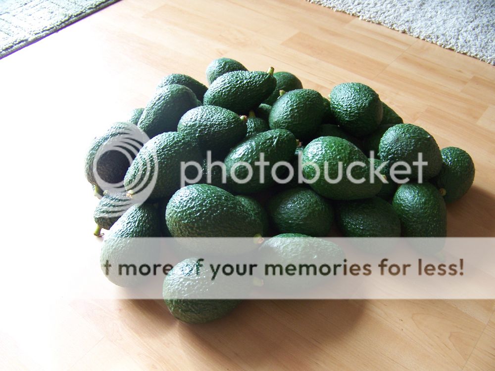 avocadocrop1-20091.jpg