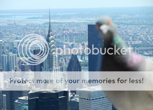 pigeonphotobomb.png