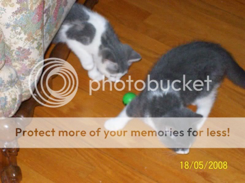 TheNewKitties002.jpg