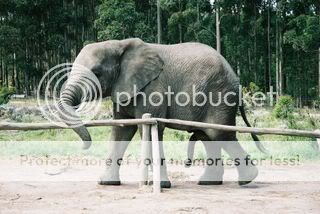 320px-Elephant_penis.jpg