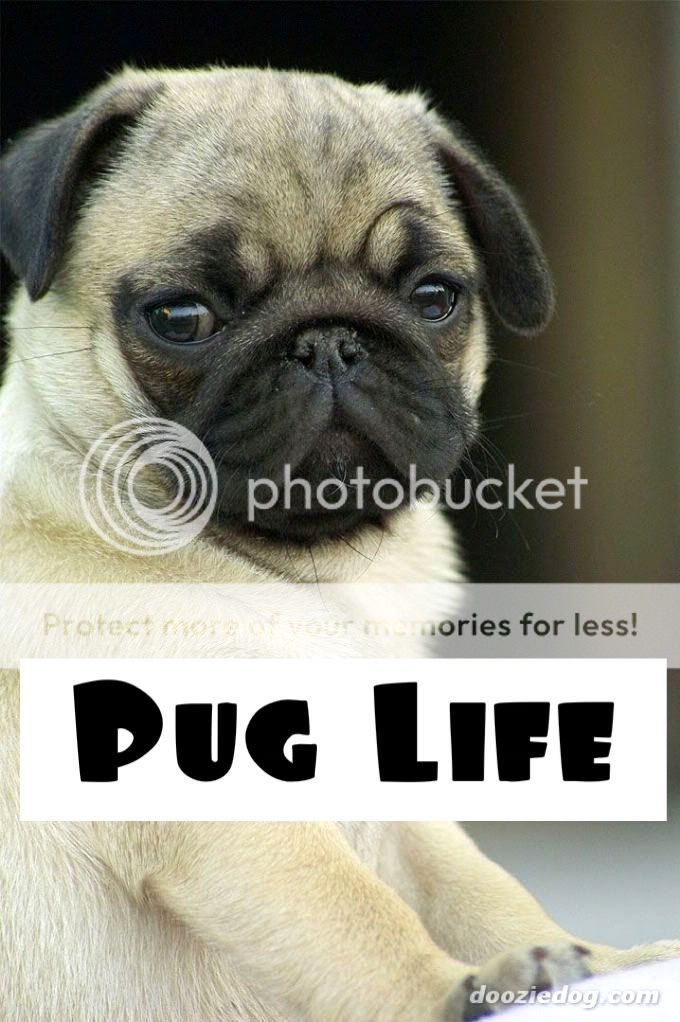 Pug-Puppy-1.jpg