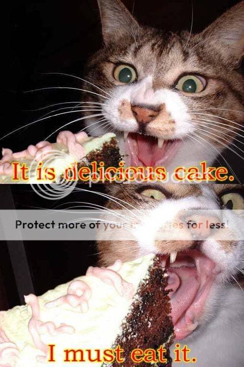 delicious_cake_cat.jpg