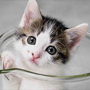 14-inside-cat-in-beaker.jpg