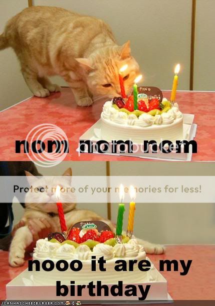 cat-wants-his-birthday-cake.jpg