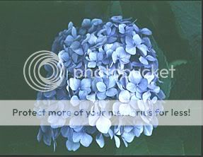 hydrangeablue.jpg