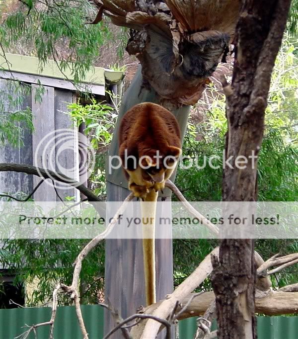 TreeKangaroo.jpg