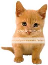 orangekitten2.jpg