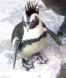 penguin_mohawk.jpg