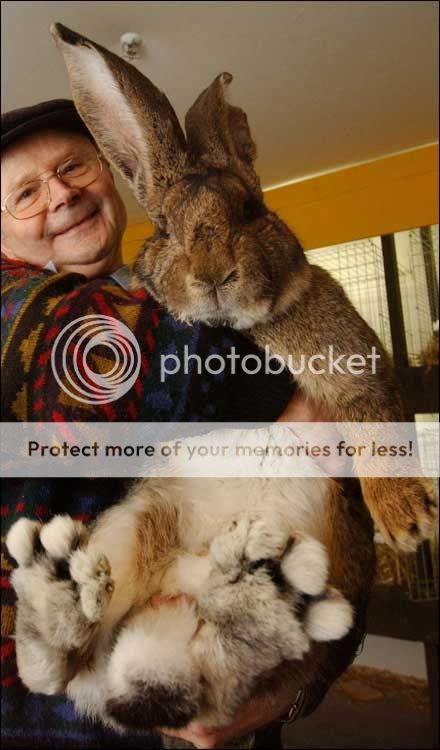 BIGbunny.jpg