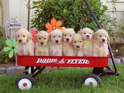 puppieswagon.jpg