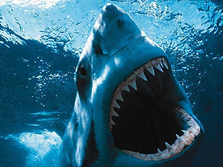 great-white-shark-picture-014.jpg